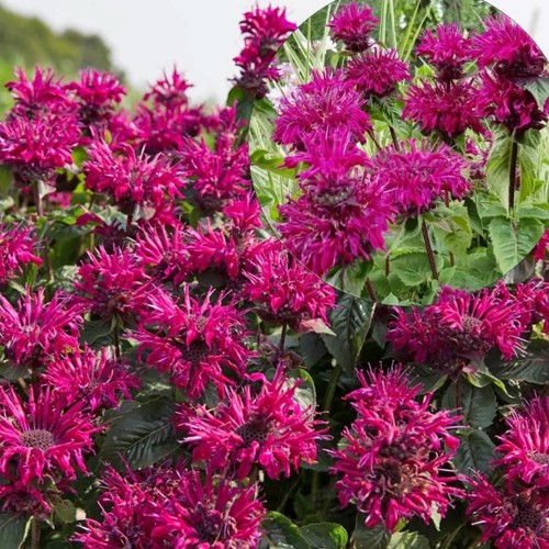 Monarda 'Bee True' - Monarda 'Bee True' 